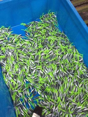 Máquina de moldagem por injecção de plástico para a produção de iscas de peixe de precisão